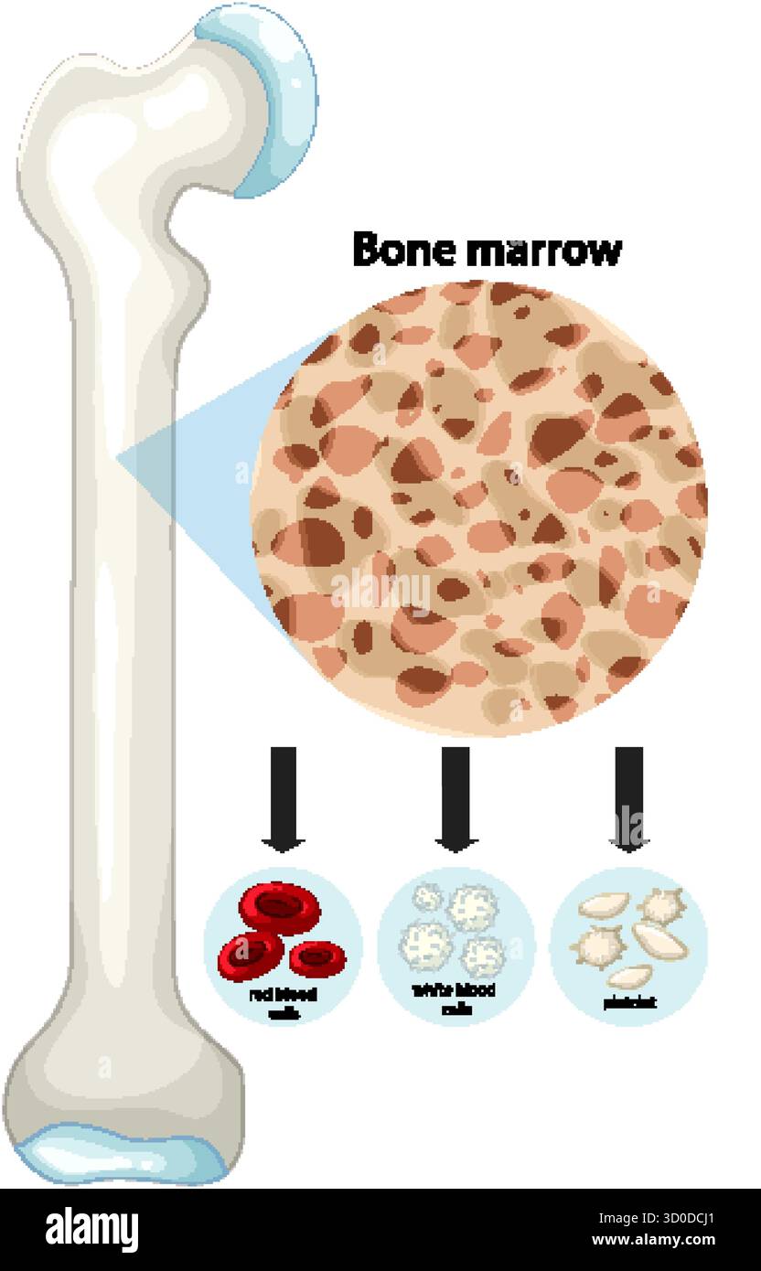Illustration vectorielle de l'anatomie de la moelle osseuse, montrant les globules rouges, les globules blancs et les plaquettes Illustration de Vecteur
