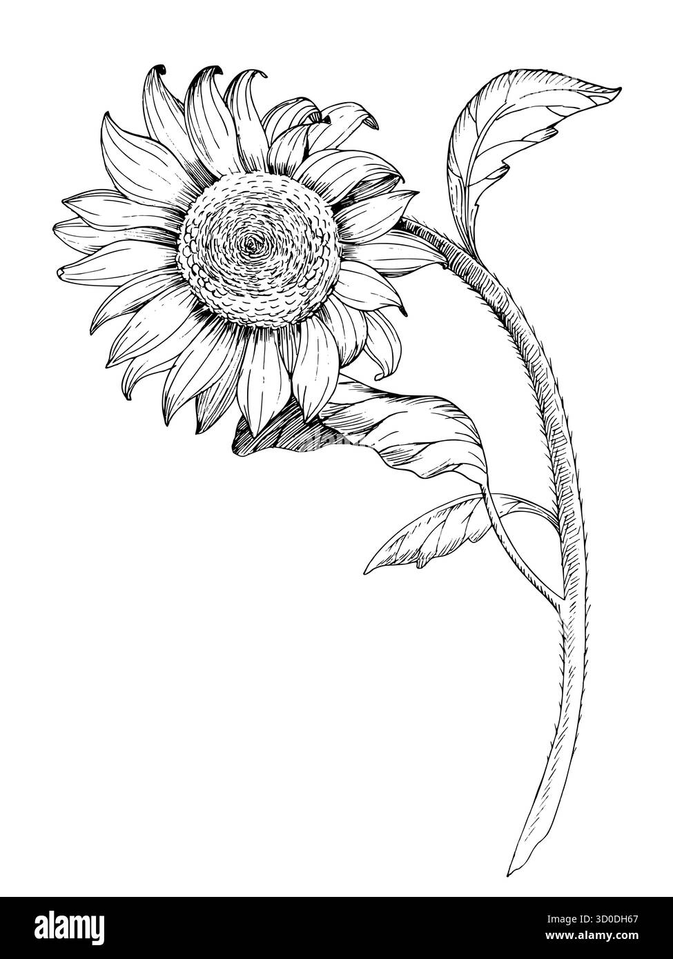 Tournesol. Illustration faite à la main style encre vectorielle. Pour la conception d'emballage, les cartes, la couverture, les impressions, les étiquettes de produits et le tissu. Illustration de Vecteur