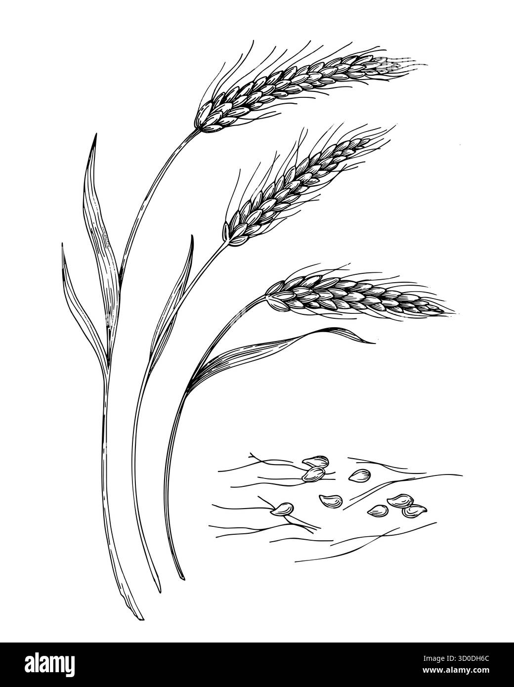 Épis de blé. Illustration faite à la main style encre vectorielle. Pour la conception d'emballage, les cartes, la couverture, les impressions, les étiquettes de produits et le tissu. Illustration de Vecteur