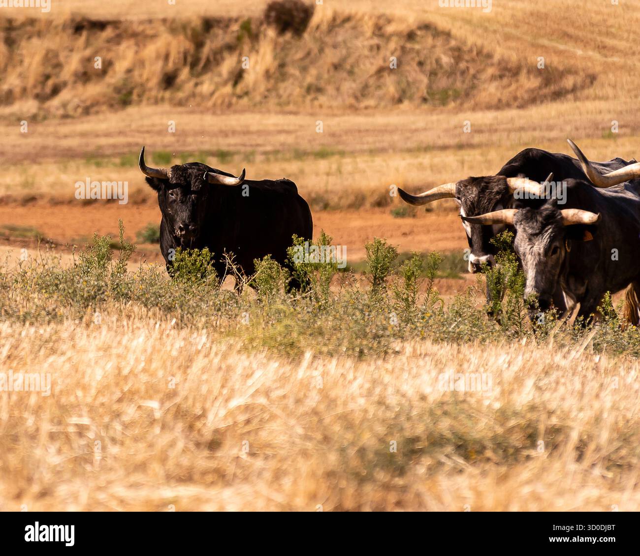 Les taureaux noirs errent librement dans un pâturage sec entouré d'herbe dorée et de douces collines sous le soleil de l'après-midi. Banque D'Images