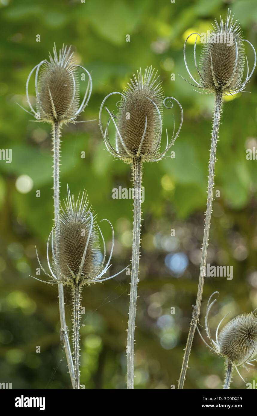 Wild card (Dipsacus fullonum), Samenstand, Muensterland, Rhénanie du Nord-Westphalie, Allemagne Banque D'Images
