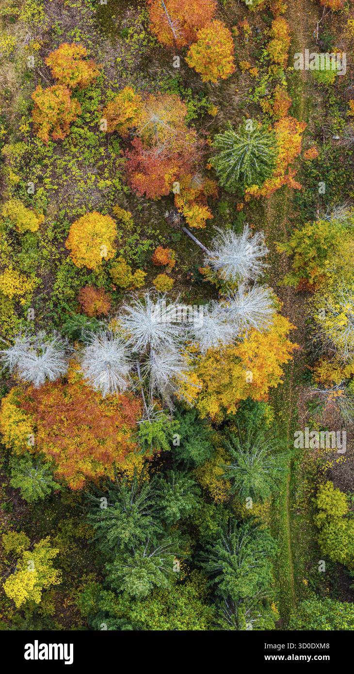 Forêt d'automne dans la Forêt Noire. Drone photo d'arbres dans des feuilles d'automne colorées et des conifères, certains ont des branches sèches. Titisee-Neustadt, Bade-Wuertt Banque D'Images
