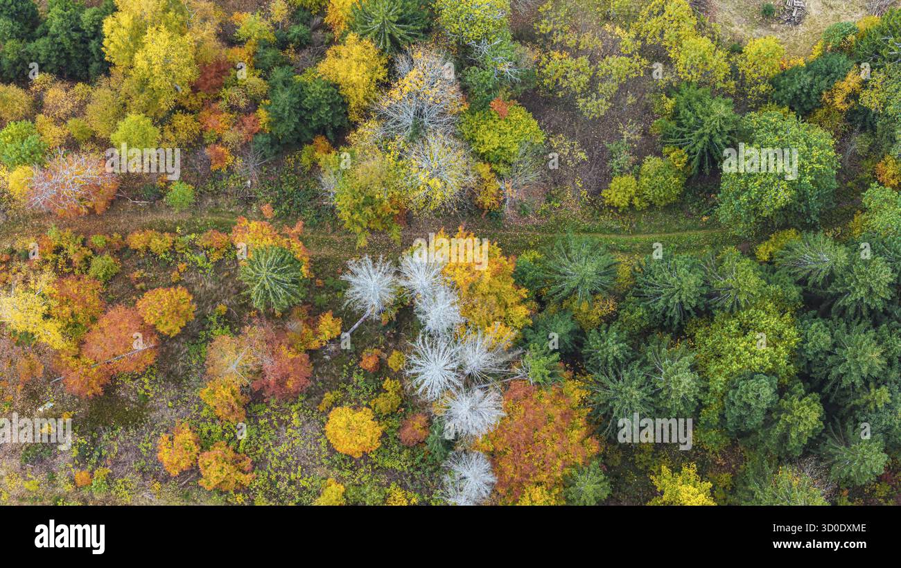 Forêt d'automne dans la Forêt Noire. Drone photo d'arbres dans des feuilles d'automne colorées et des conifères, certains ont des branches sèches. Titisee-Neustadt, Bade-Wuertt Banque D'Images Forêt d'automne dans la Forêt Noire. Drone photo d'arbres dans des feuilles d'automne colorées et des conifères, certains ont des branches sèches. Titisee-Neustadt, Bade-Wuertt Banque D'Images