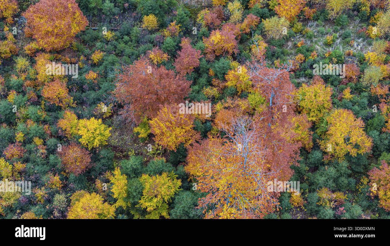 Forêt d'automne dans la Forêt Noire. Drone photo d'arbres dans des feuilles d'automne colorées et des conifères, certains ont des branches sèches. Titisee-Neustadt, Bade-Wuertt Banque D'Images