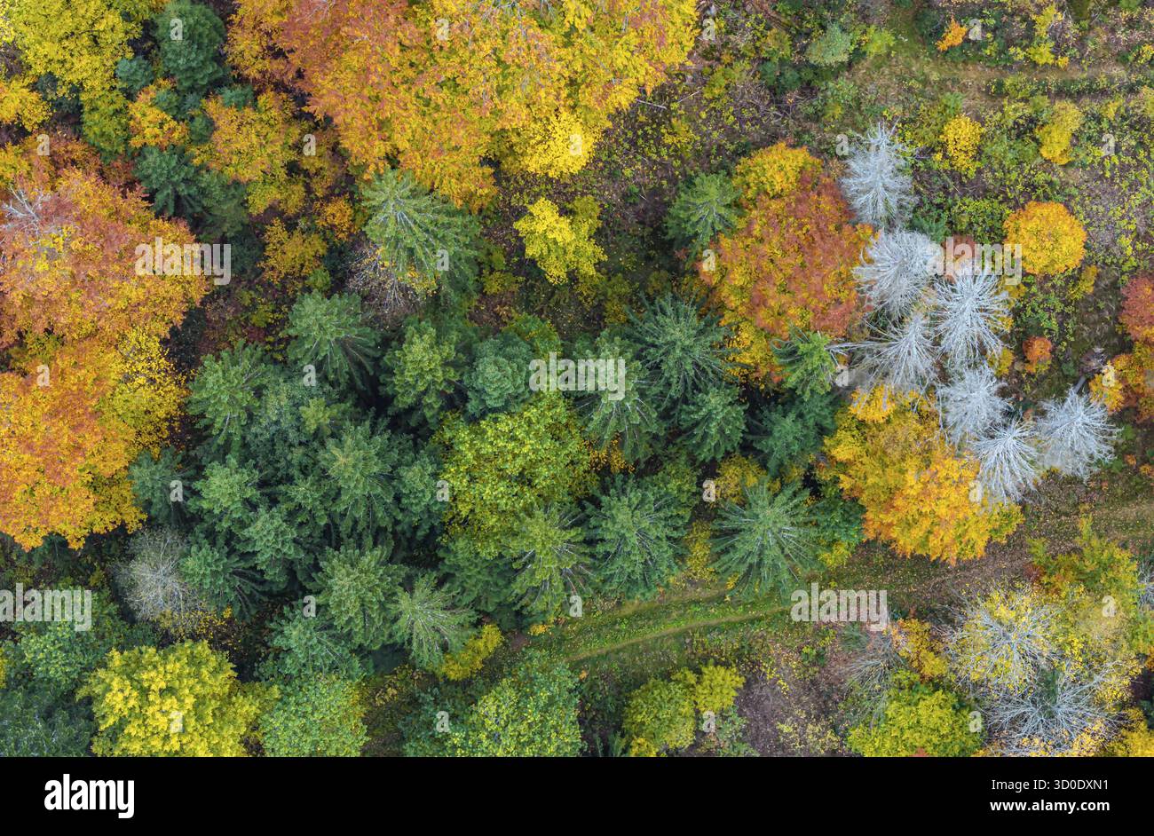 Forêt d'automne dans la Forêt Noire. Drone photo d'arbres dans des feuilles d'automne colorées et des conifères, certains ont des branches sèches. Titisee-Neustadt, Bade-Wuertt Banque D'Images