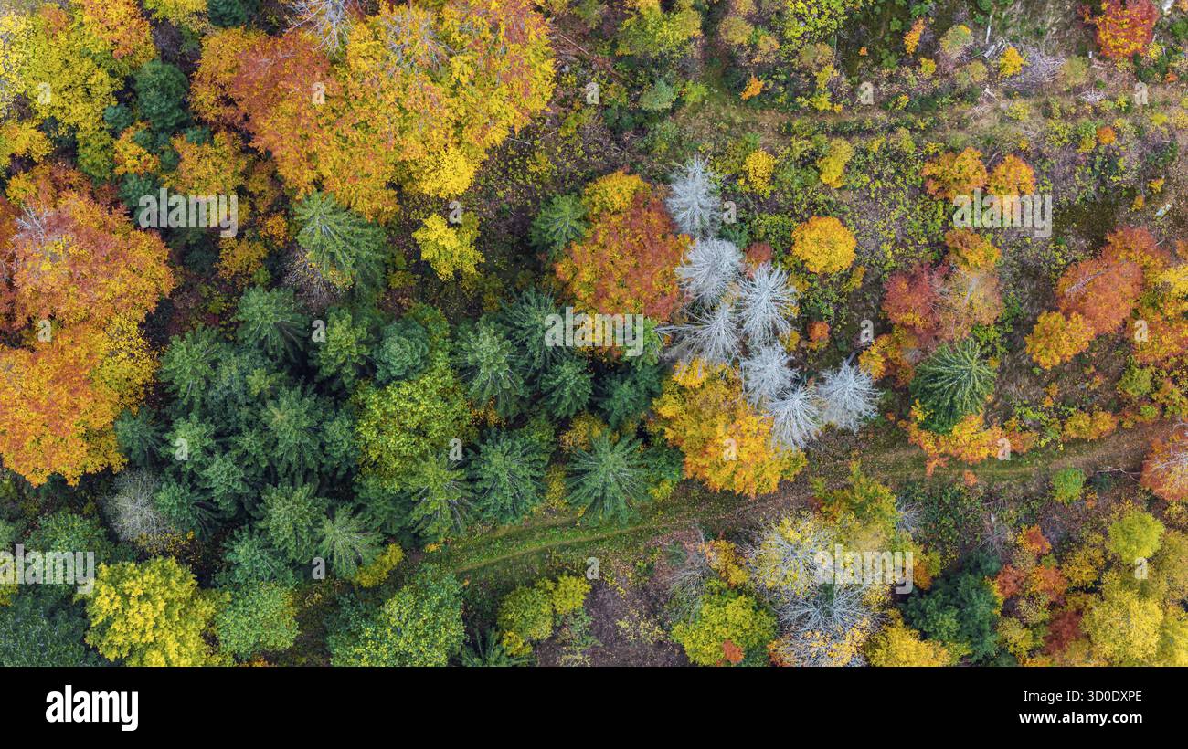 Forêt d'automne dans la Forêt Noire. Drone photo d'arbres dans des feuilles d'automne colorées et des conifères, certains ont des branches sèches. Titisee-Neustadt, Bade-Wuertt Banque D'Images