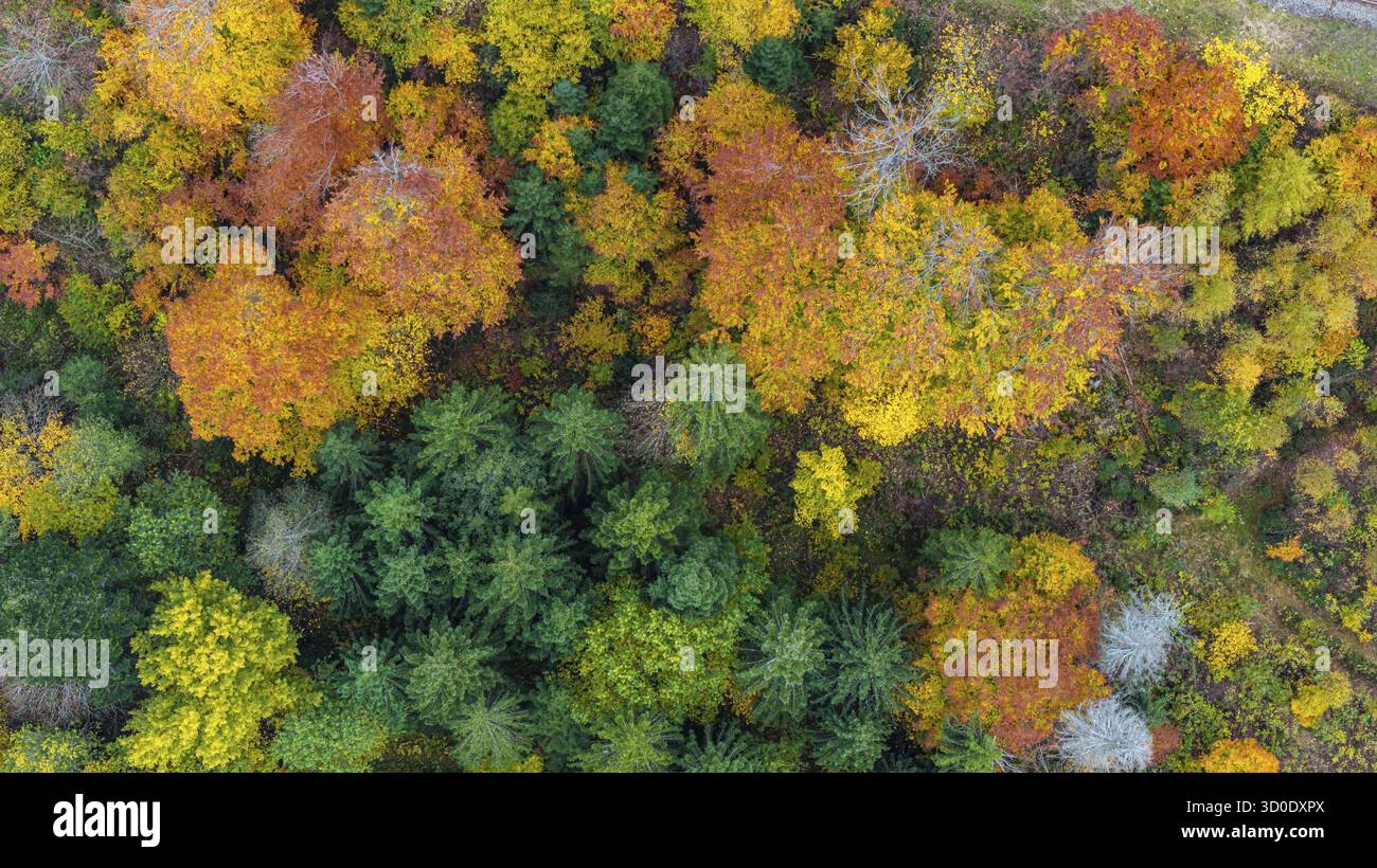 Forêt d'automne dans la Forêt Noire. Drone photo d'arbres dans des feuilles d'automne colorées et des conifères, certains ont des branches sèches. Titisee-Neustadt, Bade-Wuertt Banque D'Images