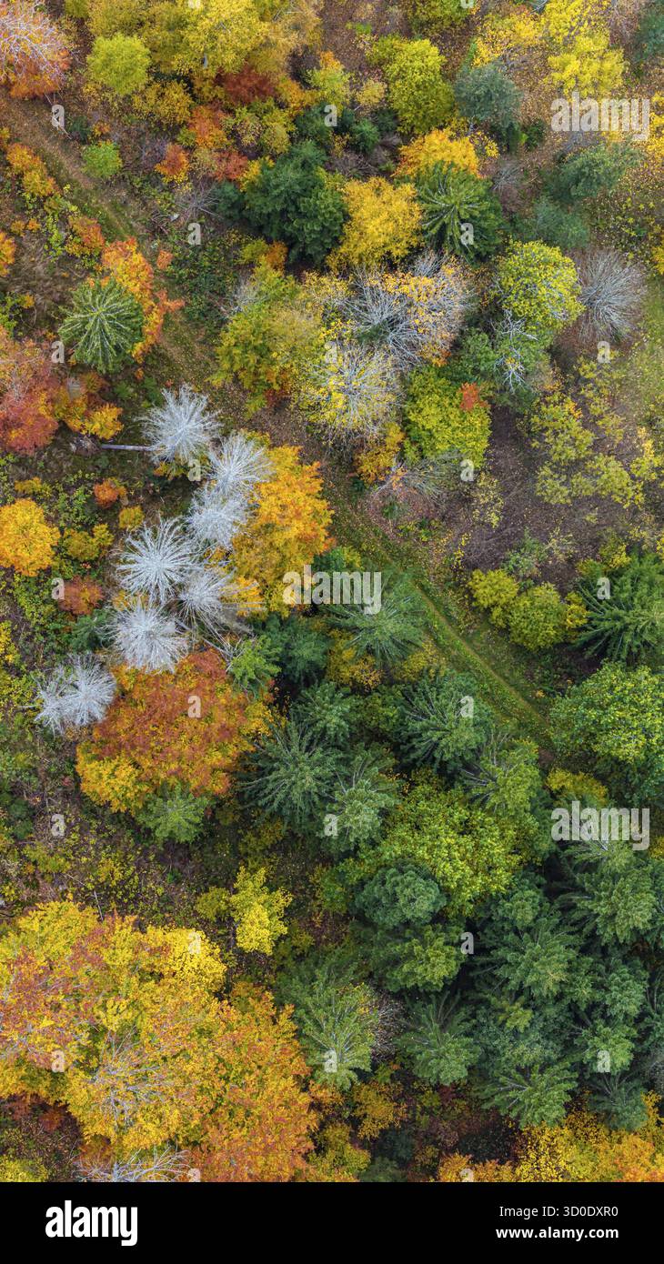 Forêt d'automne dans la Forêt Noire. Drone photo d'arbres dans des feuilles d'automne colorées et des conifères, certains ont des branches sèches. Titisee-Neustadt, Bade-Wuertt Banque D'Images