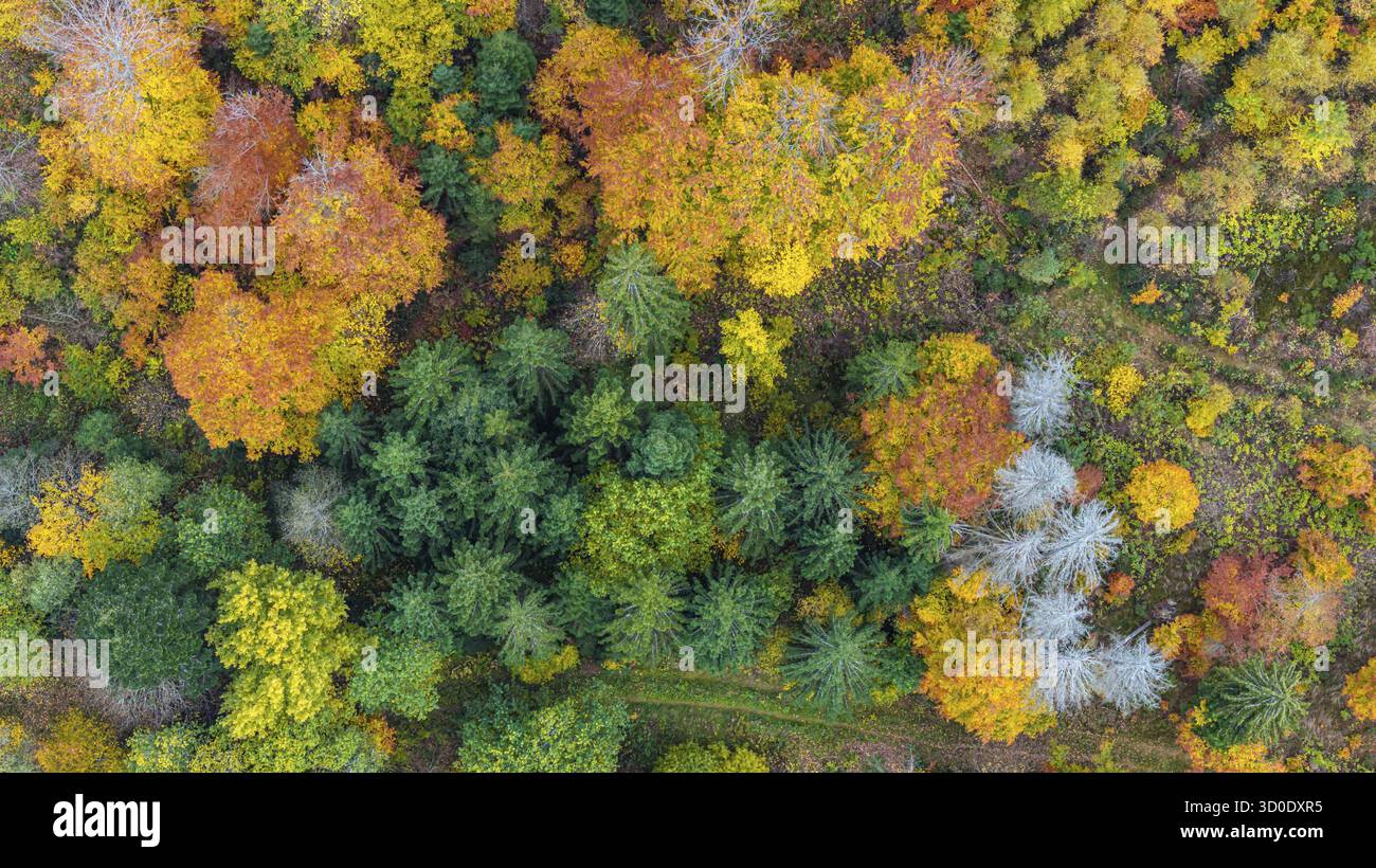 Forêt d'automne dans la Forêt Noire. Drone photo d'arbres dans des feuilles d'automne colorées et des conifères, certains ont des branches sèches. Titisee-Neustadt, Bade-Wuertt Banque D'Images