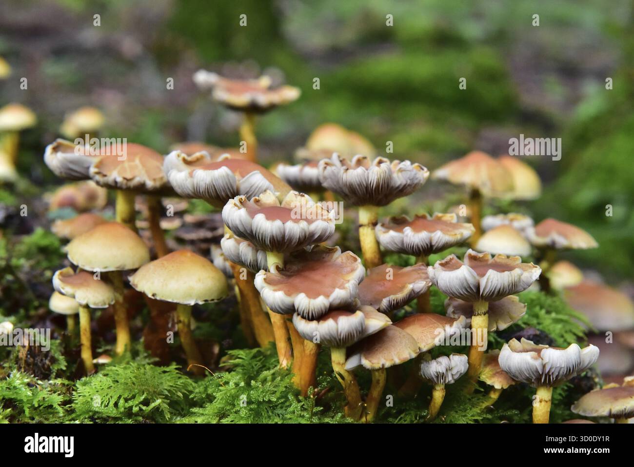 Brique rouge tête de soufre (Hypholoma lateritium) sur une souche d'arbre dans la forêt, Bavière, Allemagne Banque D'Images