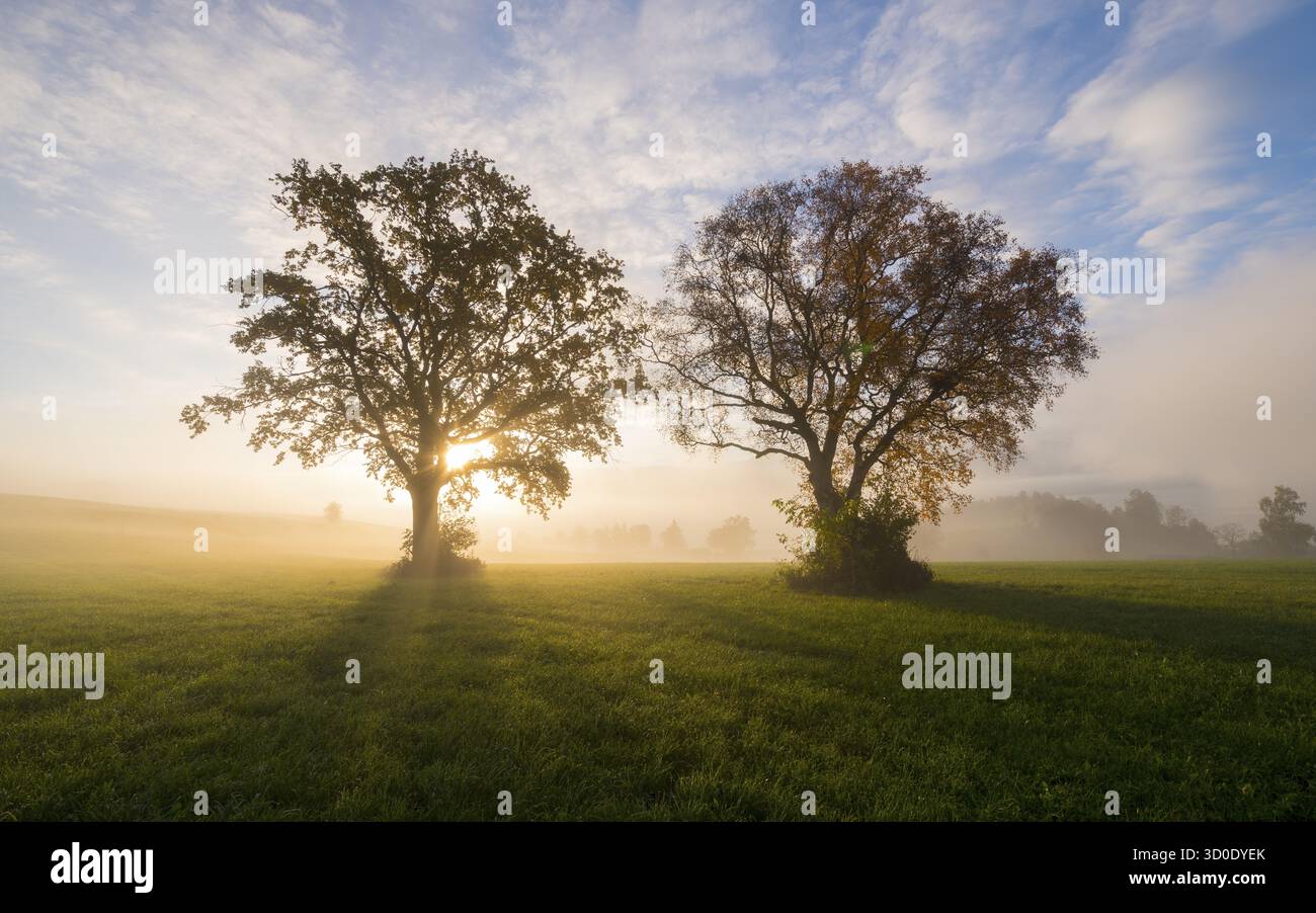 Le soleil brille entre deux arbres, brouillard sur les champs, près de Fuessen, Allgaeu, Souabe, Bavière, Allemagne Banque D'Images Le soleil brille entre deux arbres, brouillard sur les champs, près de Fuessen, Allgaeu, Souabe, Bavière, Allemagne Banque D'Images