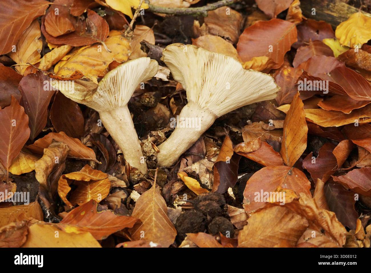 Temps d'automne dans la forêt, octobre, champignons, Allemagne Banque D'Images Temps d'automne dans la forêt, octobre, champignons, Allemagne Banque D'Images