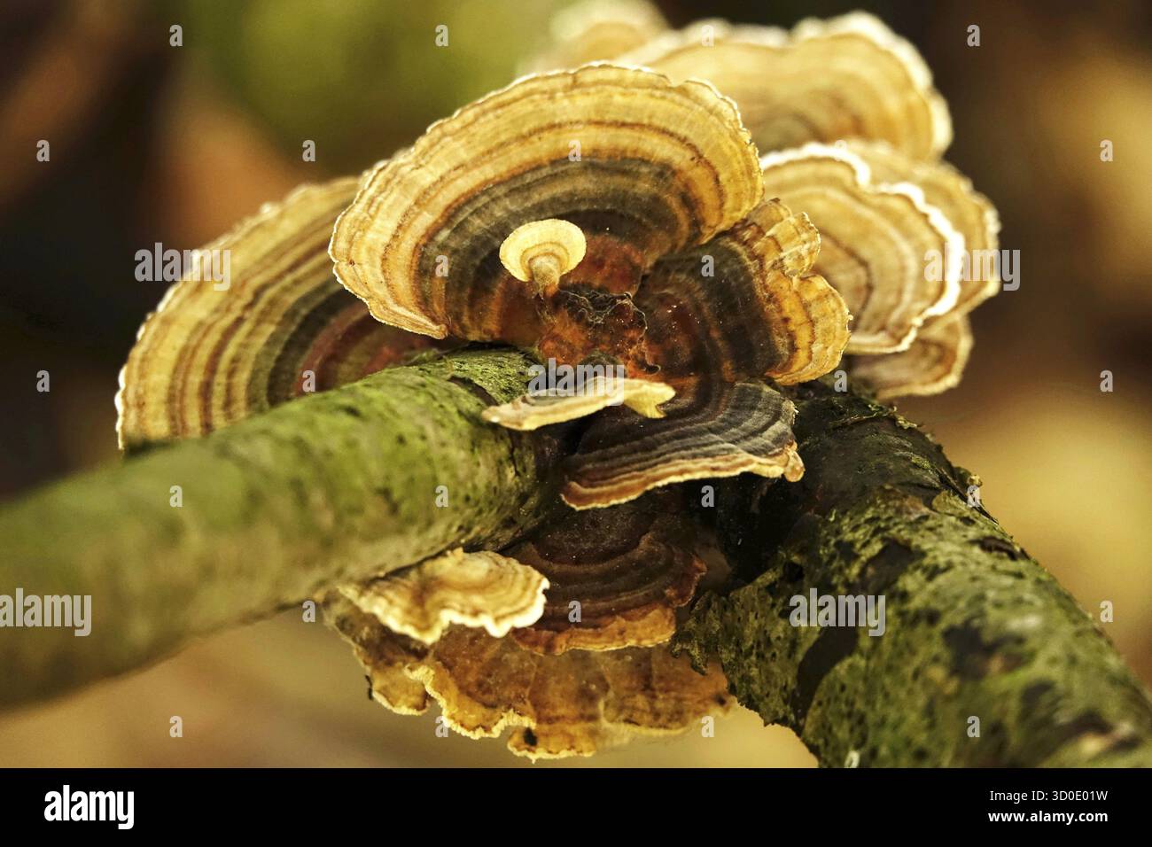 Temps d'automne dans la forêt, octobre, champignons, Allemagne Banque D'Images Temps d'automne dans la forêt, octobre, champignons, Allemagne Banque D'Images