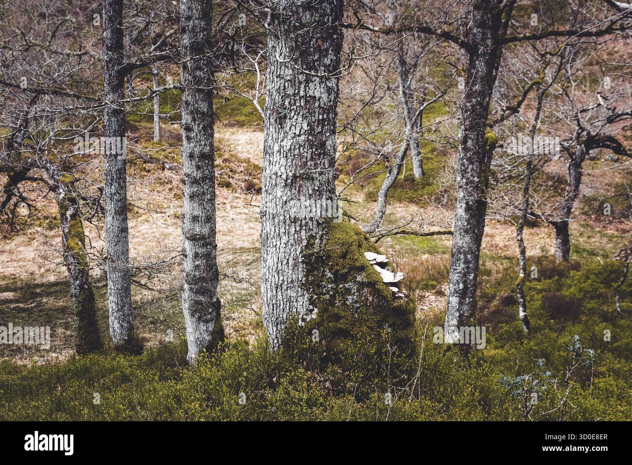 Champignons poussant sur un arbre dans la forêt Banque D'Images