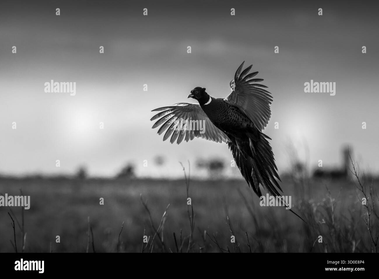 Faisan (Phasianus colchicus) en vol de gros plan Banque D'Images