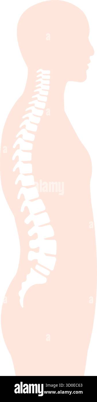 Illustration vectorielle de la moelle épinière en vue latérale Illustration de Vecteur
