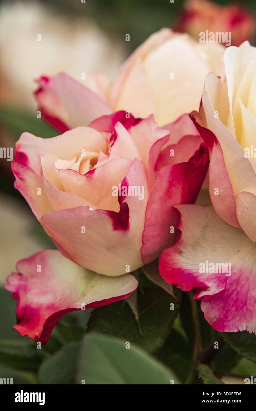 Belle rose en pleine floraison Banque D'Images