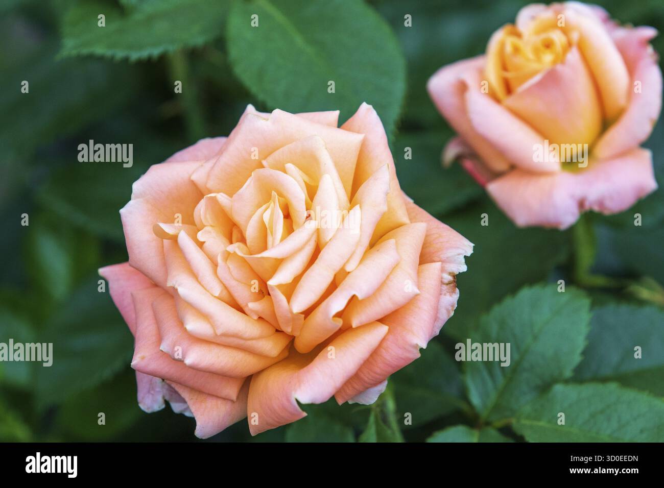 Atlantic star Rose floribunda en fleur Banque D'Images