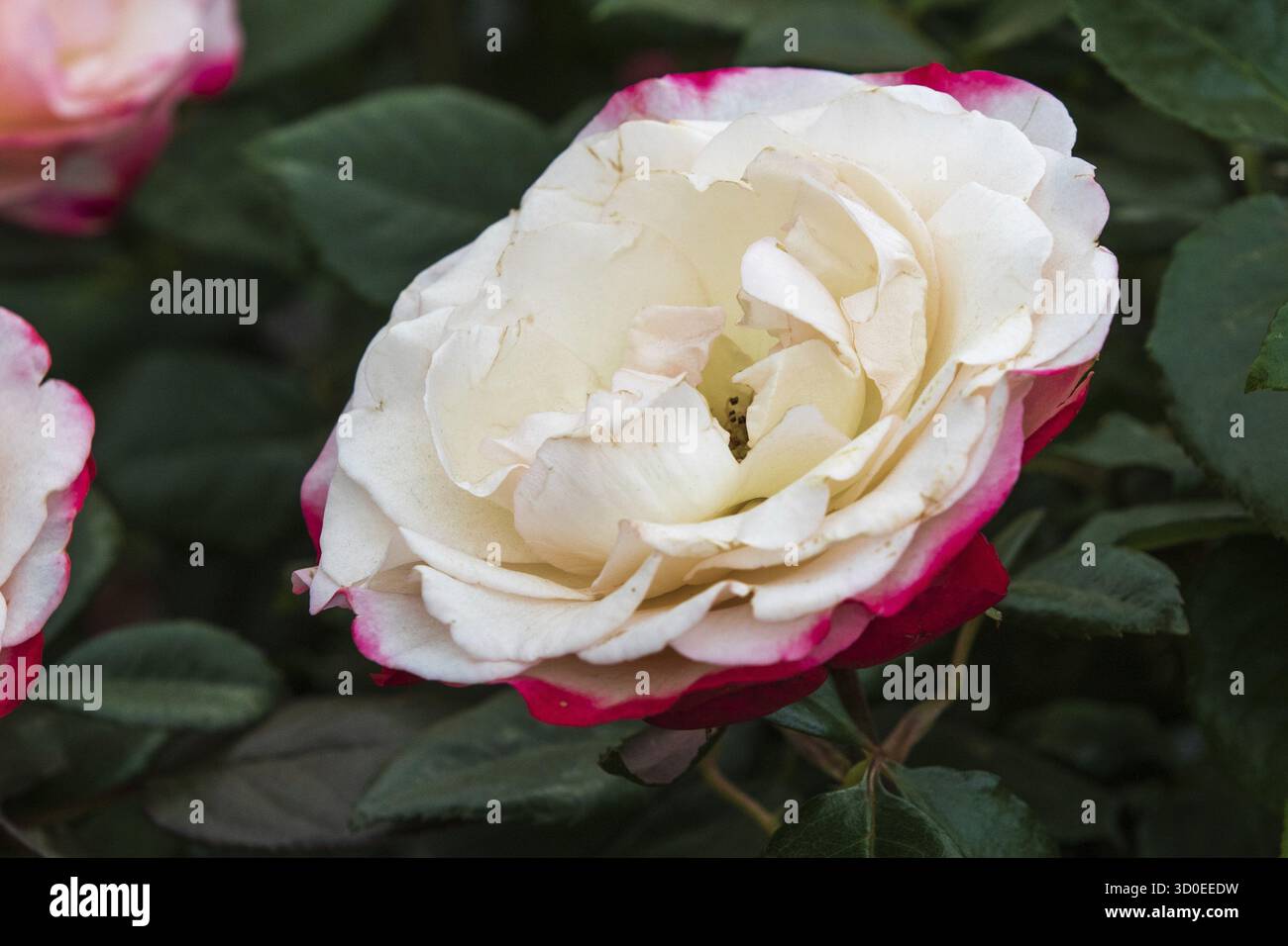 Belle rose en pleine floraison Banque D'Images