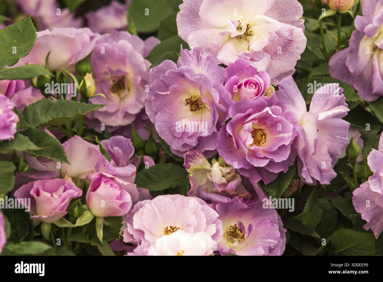 Rose (Bleu pour vous) en pleine fleur Banque D'Images