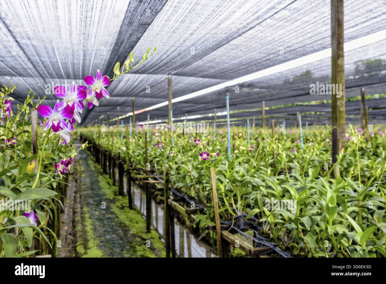 Bouquet de fleurs roses sur la tige de l'orchidée Dendrobium dans la serre. La ferme d'orchidées est une industrie agricole en Thaïlande Banque D'Images