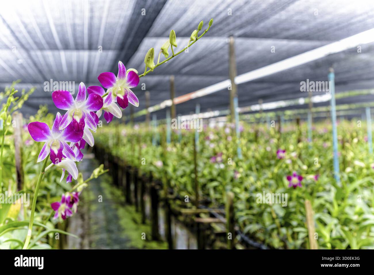 Bouquet de fleurs roses sur la tige de l'orchidée Dendrobium dans la serre. La ferme d'orchidées est une industrie agricole en Thaïlande Banque D'Images