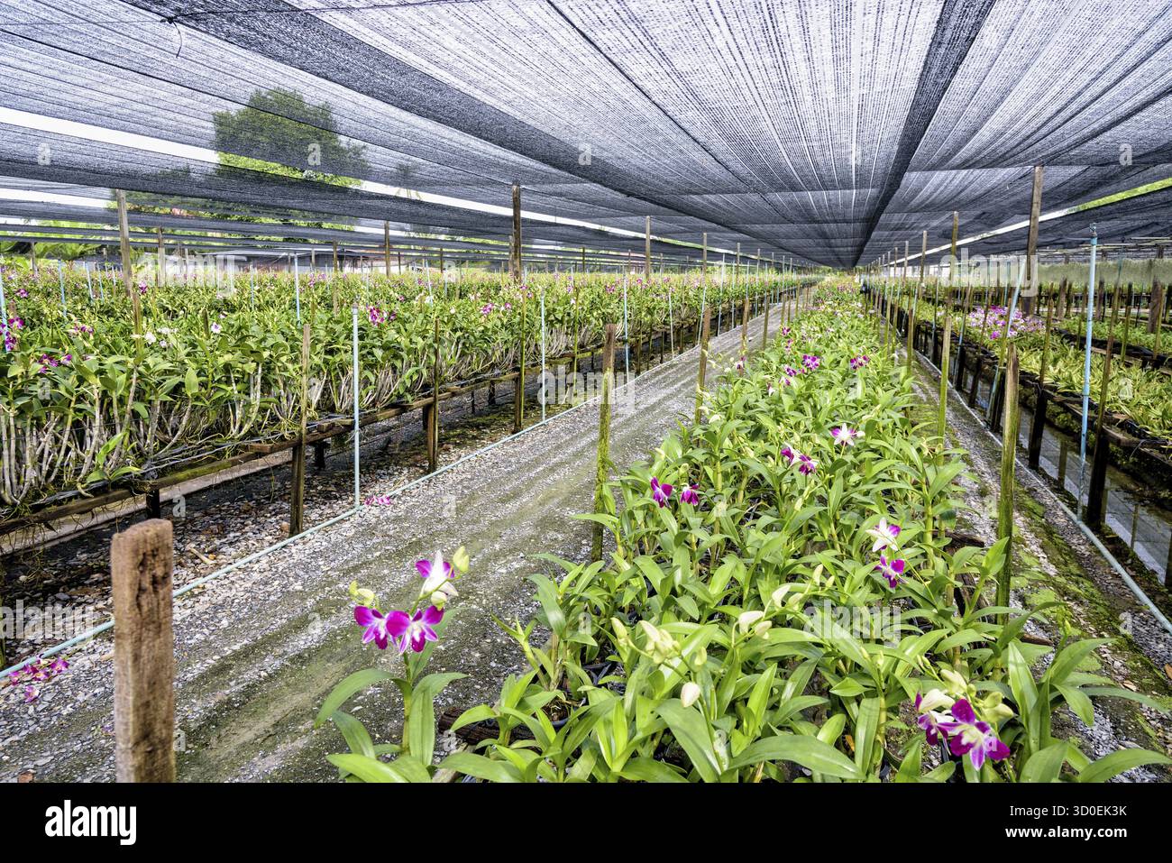 Bouquet de fleurs roses sur la tige de l'orchidée Dendrobium dans la serre. La ferme d'orchidées est une industrie agricole en Thaïlande Banque D'Images