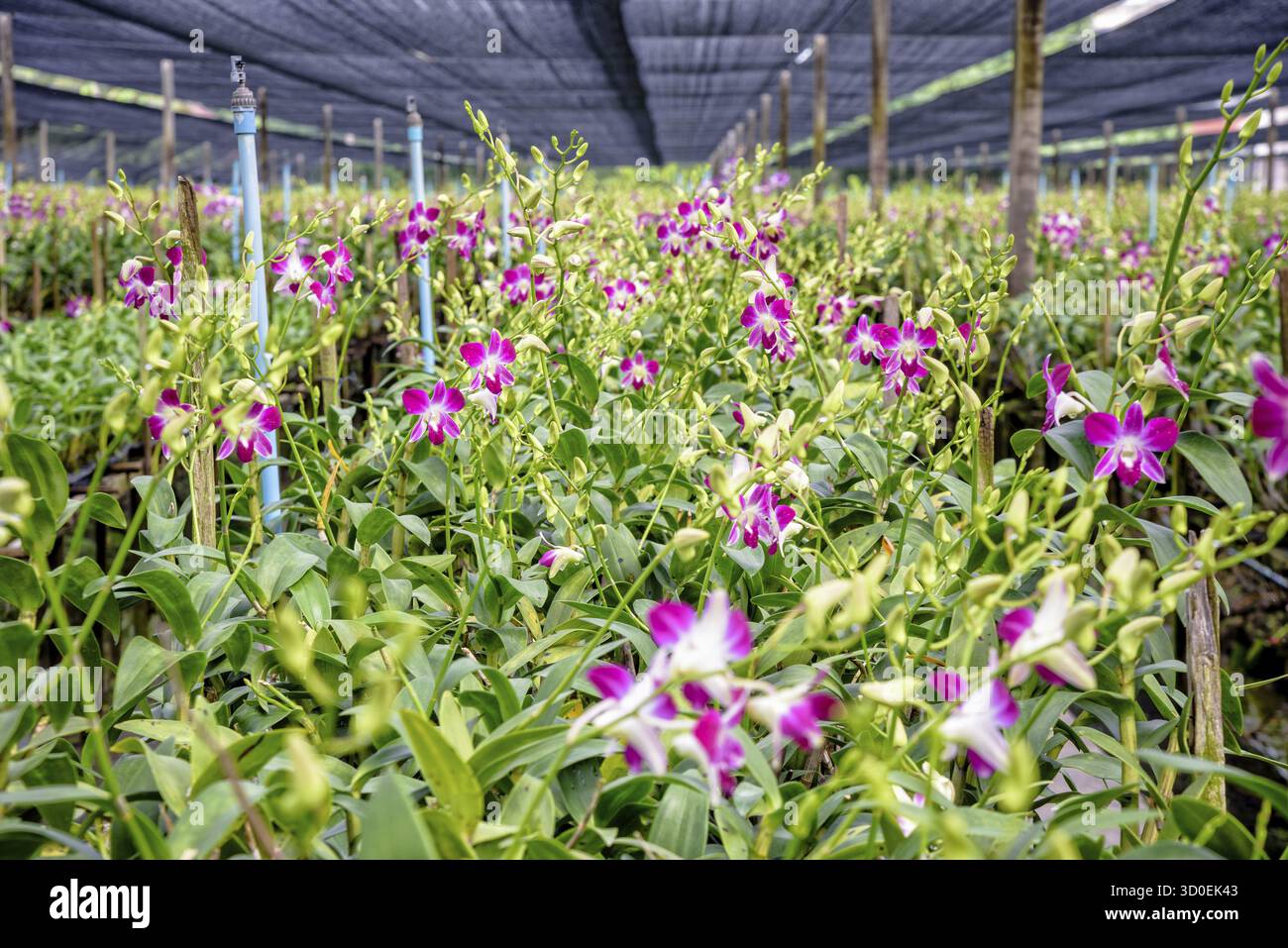Bouquet de fleurs roses sur la tige de l'orchidée Dendrobium dans la serre. La ferme d'orchidées est une industrie agricole en Thaïlande Banque D'Images