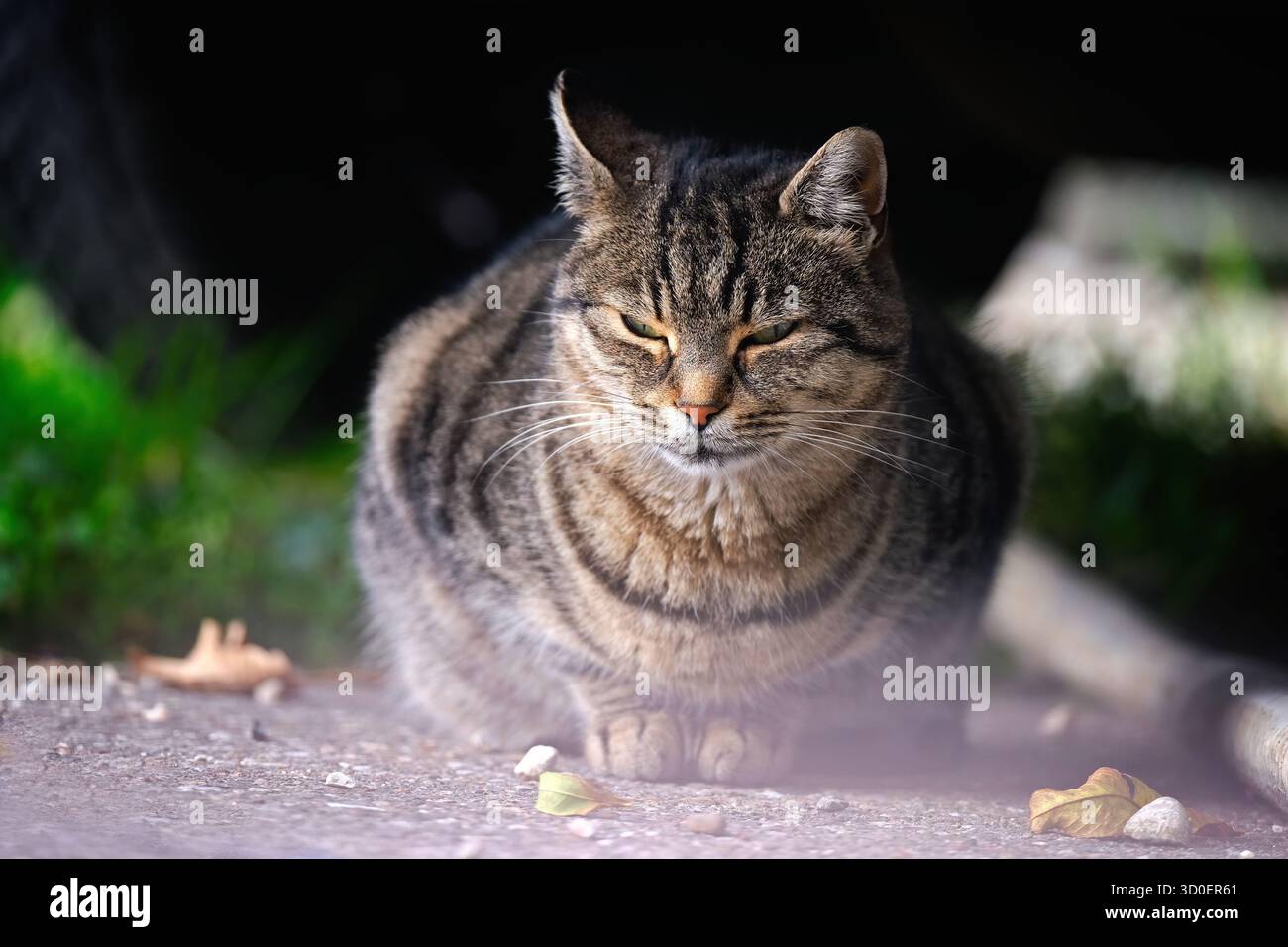 Chat tabby mignon se cachant sous une voiture de stationnement. Image horizontale avec arrière-plan flou. Banque D'Images