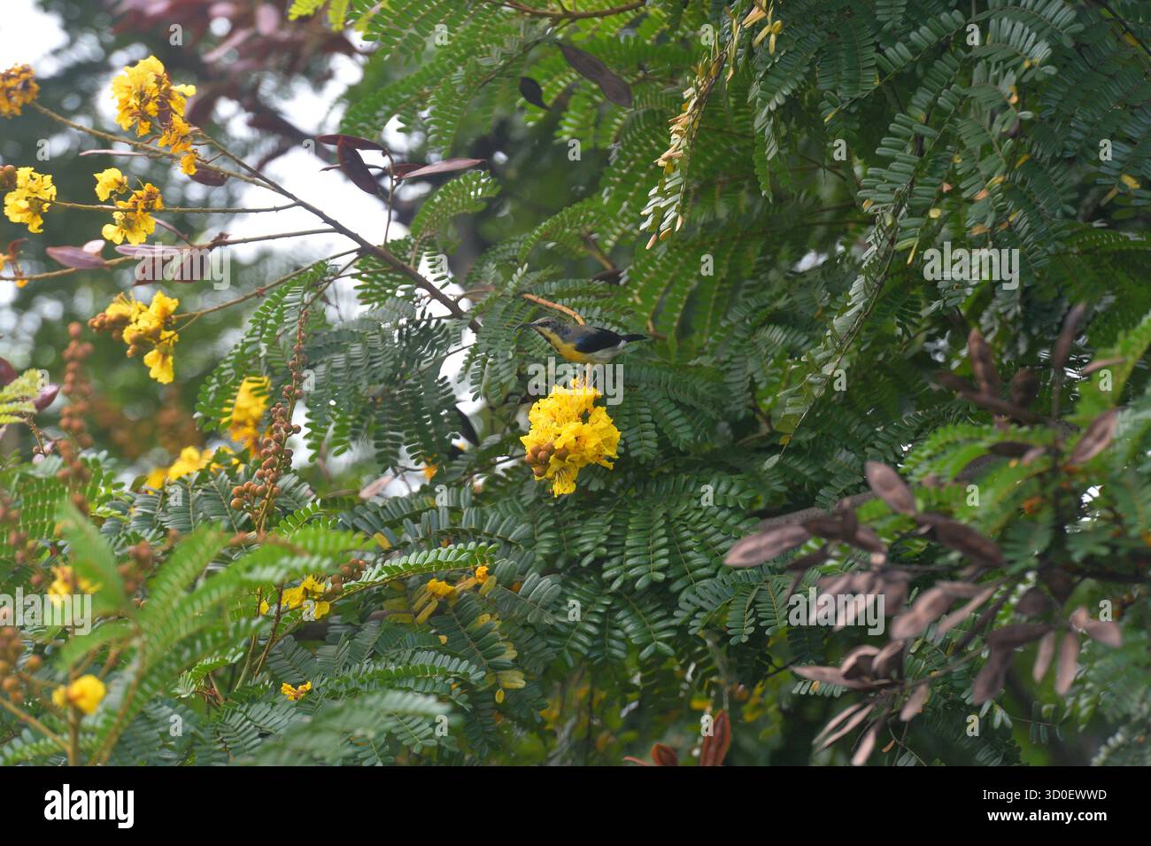 Siliguri, Bengale occidental, Inde. 23 octobre 2025. Un Sunbird pourpre recueille le nectar des fleurs d'un arbre à Siliguri. (Crédit image : © Diptendu Dutta/ZUMA Press Wire) USAGE ÉDITORIAL SEULEMENT ! Non destiné à UN USAGE commercial ! Banque D'Images Siliguri, Bengale occidental, Inde. 23 octobre 2025. Un Sunbird pourpre recueille le nectar des fleurs d'un arbre à Siliguri. (Crédit image : © Diptendu Dutta/ZUMA Press Wire) USAGE ÉDITORIAL SEULEMENT ! Non destiné à UN USAGE commercial ! Banque D'Images