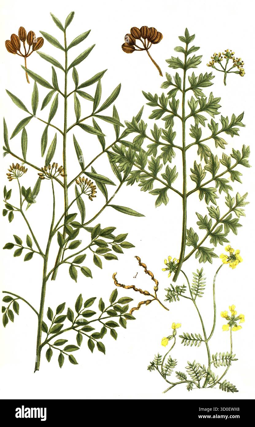 a. Ferula amoniaca, Ammoniacum gummi, vel Gummi hammoniacum, b. Ferula galbaniflua, Galbanharz, c. Ferula sagapenifery, d. Ferrum equinum, Sagapenum-H. Banque D'Images
