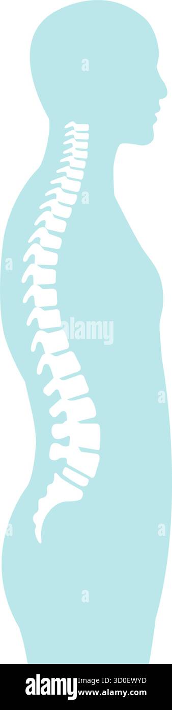 Illustration vectorielle de la moelle épinière en vue latérale Illustration de Vecteur