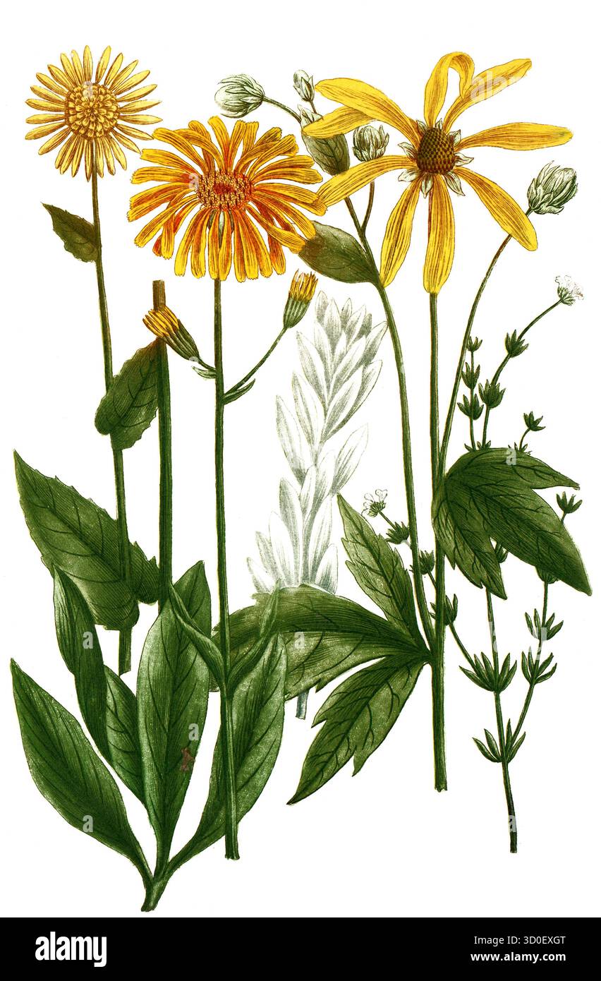 Diverses espèces de léopard, Doronicum, maximum, plantagenis, vulgare, argentum, monspeliensium, historique, reproduction restaurée numériquement Banque D'Images