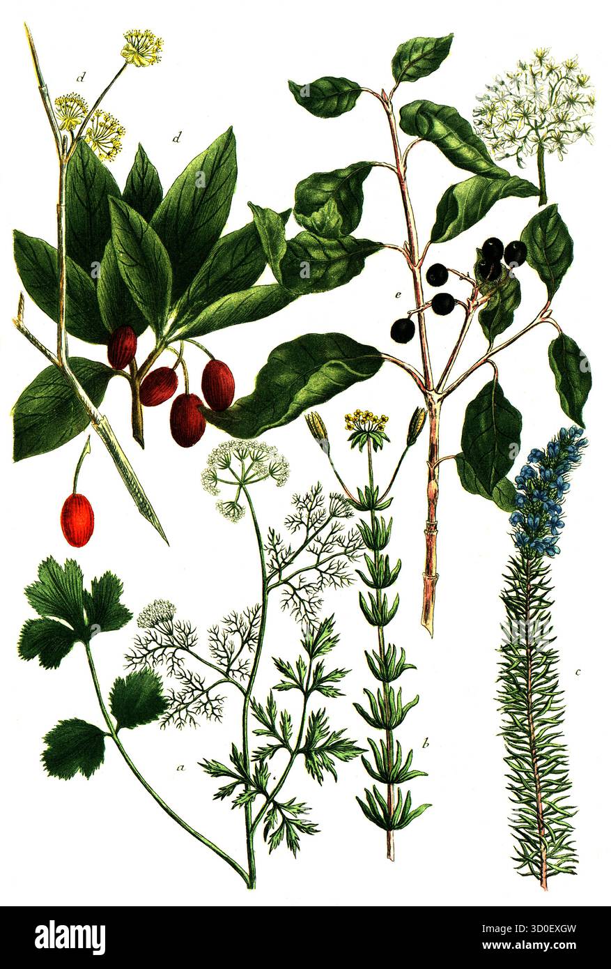 a. coriandrum, coriandre, b. coris lutea, c. coris coerulea, d. Cornus mas, cerise de cornaline, e. Cornus foemina, cornaie raide et cornaie des marais. Hist Banque D'Images