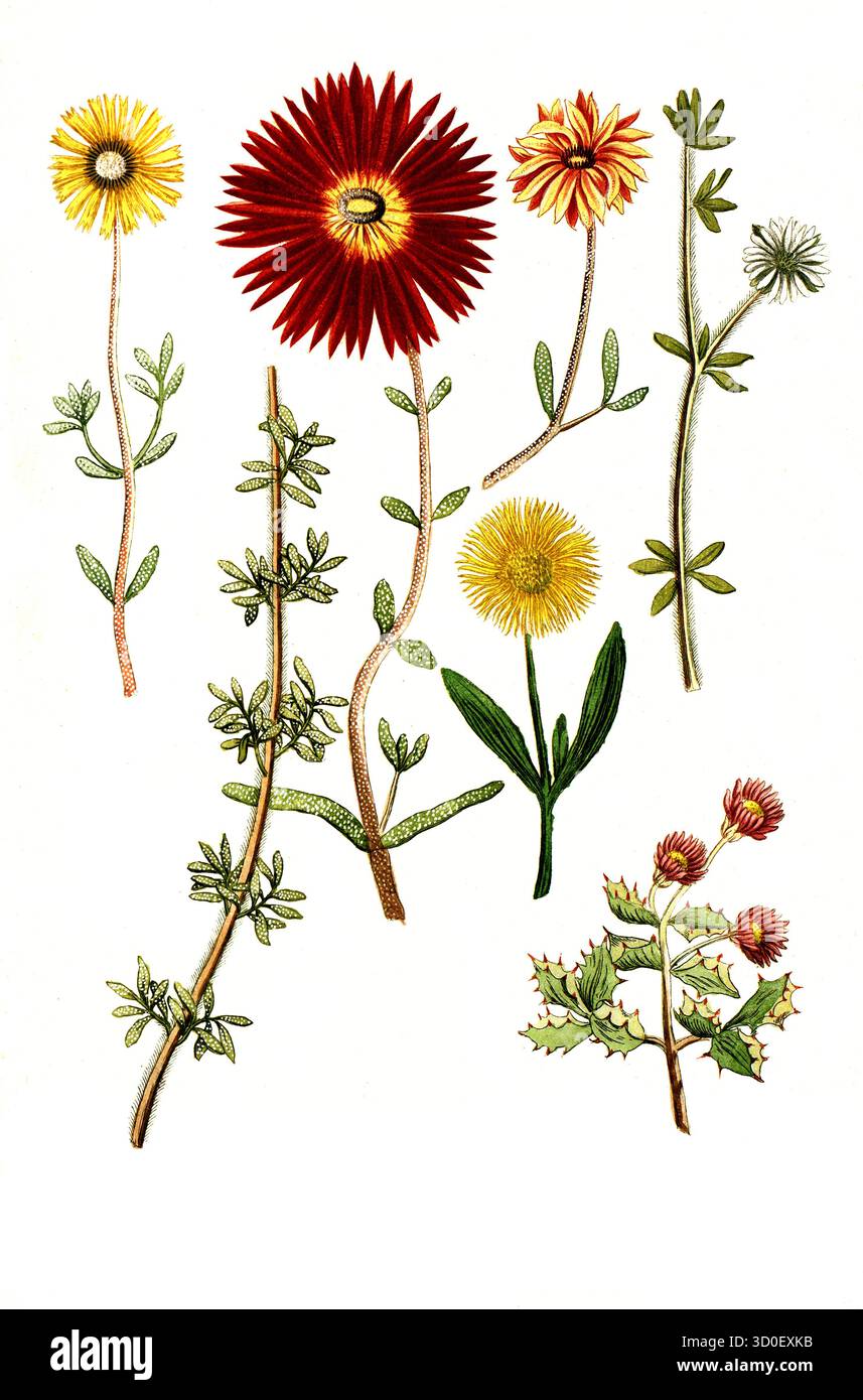 Diverses espèces de Ficoides africana, historique, reproduction restaurée numériquement à partir d'un original du XIXe siècle Banque D'Images