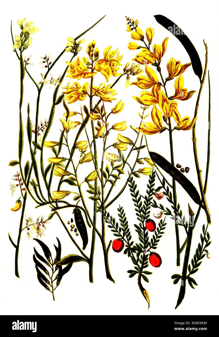 Diverses espèces du genre végétal Broom, Genista, historique, reproduction restaurée numériquement à partir d'un original du XIXe siècle Banque D'Images