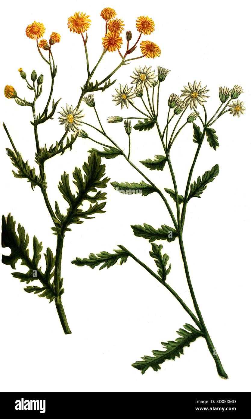 Jacobaea vulgaris, également connu sous le nom de marais ou ragwort, est une espèce de plante du genre Jacobaea de la famille des Marguerites. Historique, restauré numériquement Banque D'Images