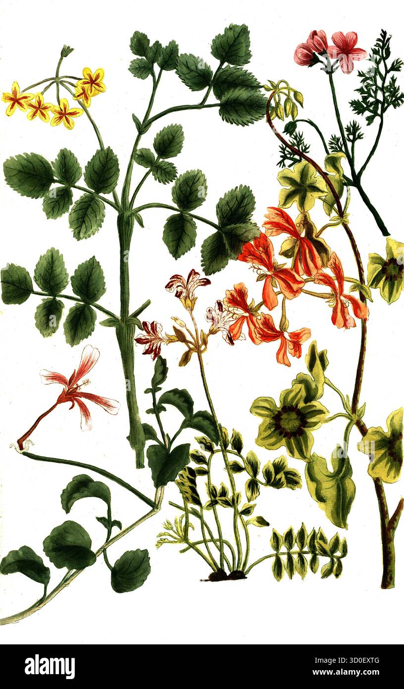 Diverses espèces de bec de crane, Geranium africanum, historique, reproduction restaurée numériquement à partir d'un original du XIXe siècle Banque D'Images
