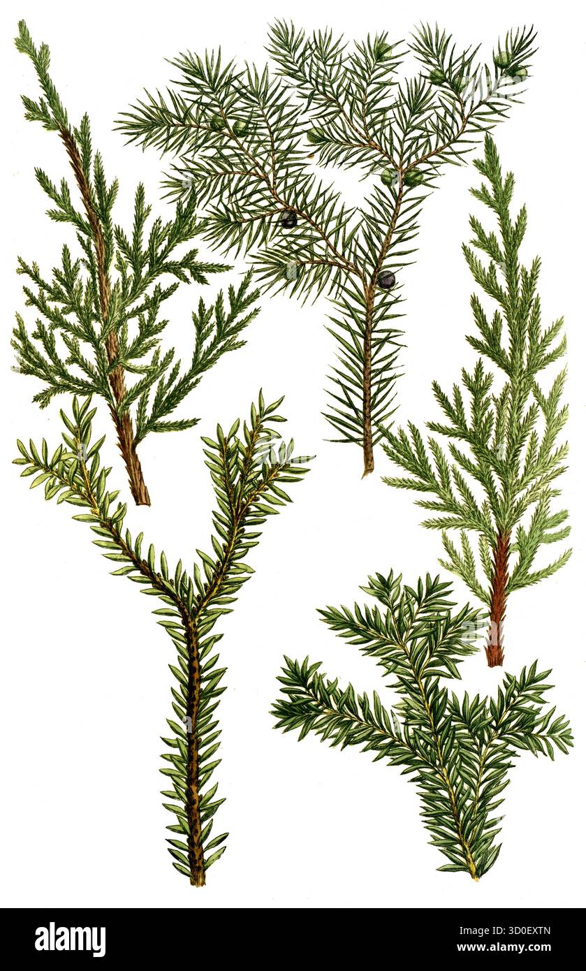 Juniperus, genévrier, historique, reproduction restaurée numériquement à partir d'un original du XIXe siècle Banque D'Images
