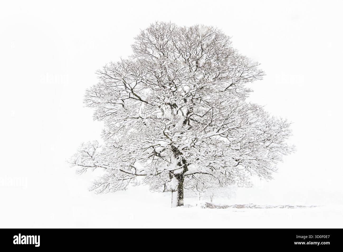 Un bel arbre en hiver avec de la neige Banque D'Images