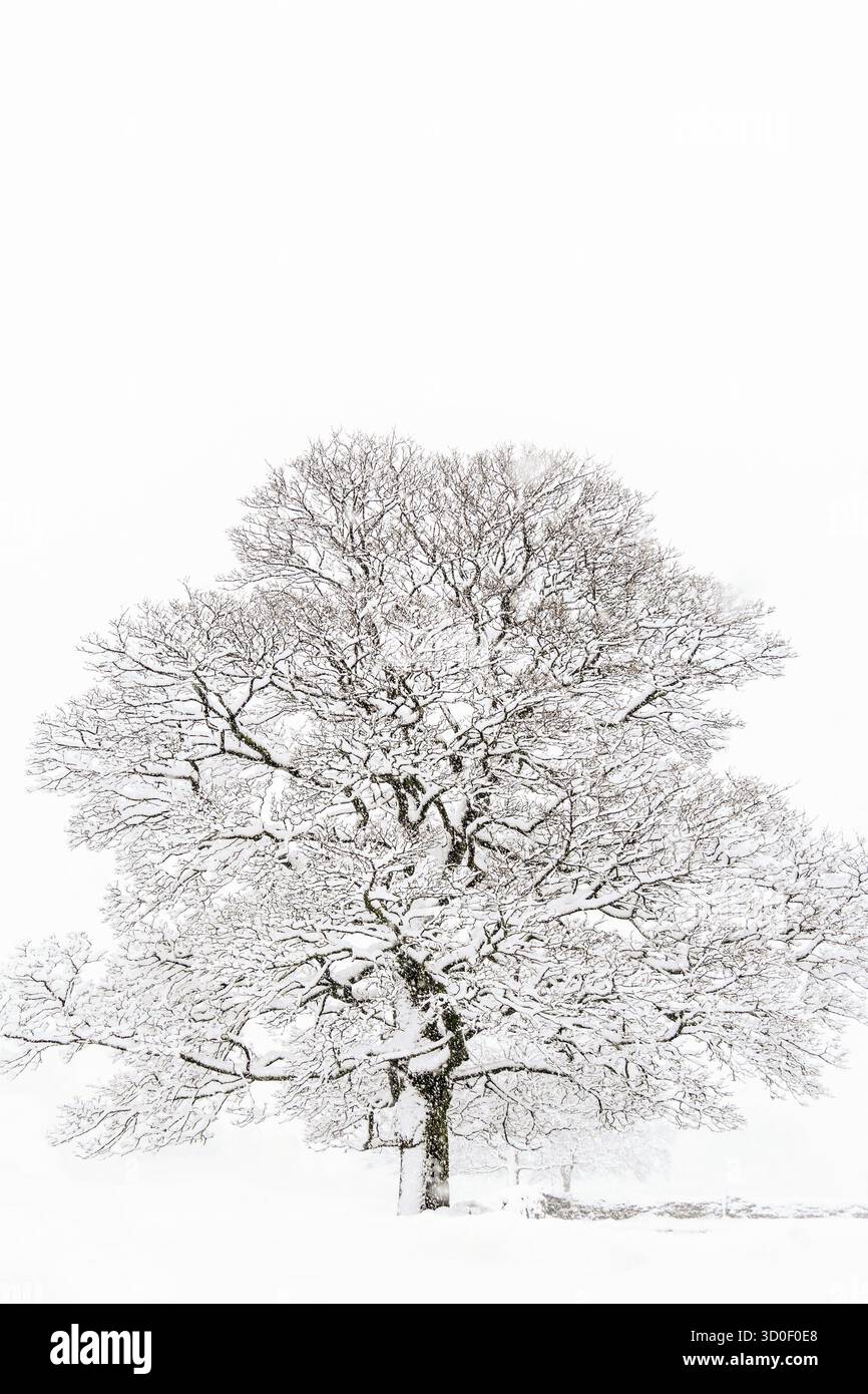 Un bel arbre en hiver avec de la neige Banque D'Images