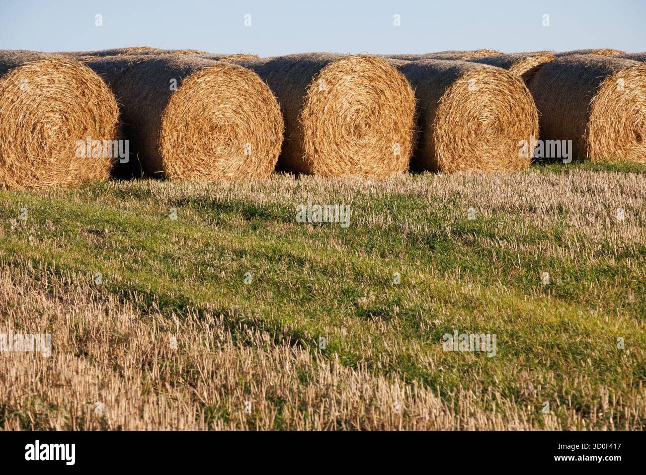 Rangée de balles de paille dans un champ agricole écossais après récolte Banque D'Images