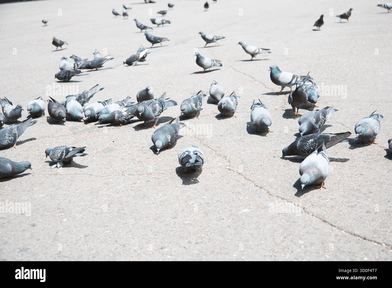 Troupeau de pigeons sur une rue de Londres Banque D'Images