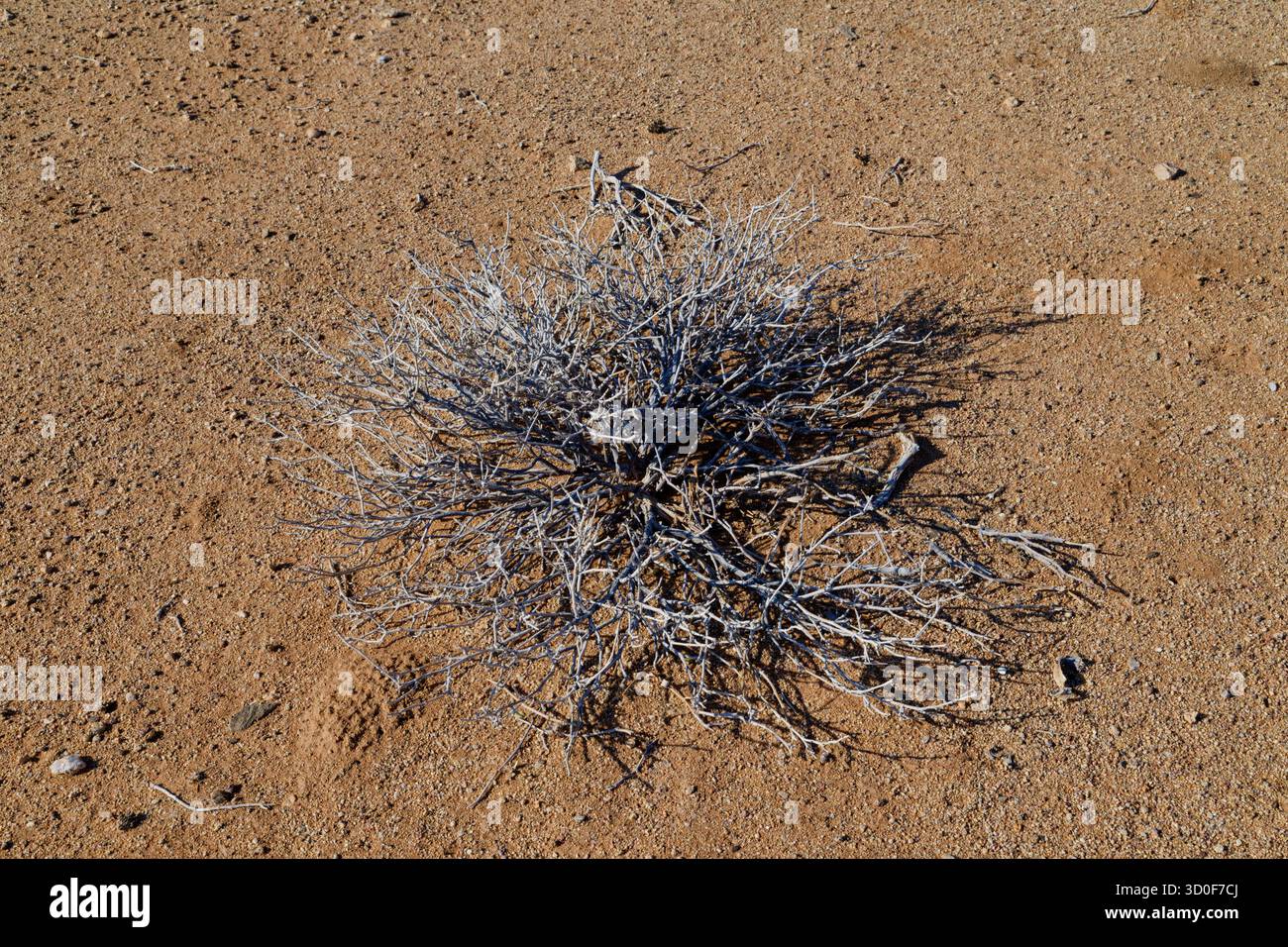 Arbuste sec dans un paysage désertique sablonneux à Damaraland, à l'est d'Uis, région d'Erongo, Namibie Banque D'Images