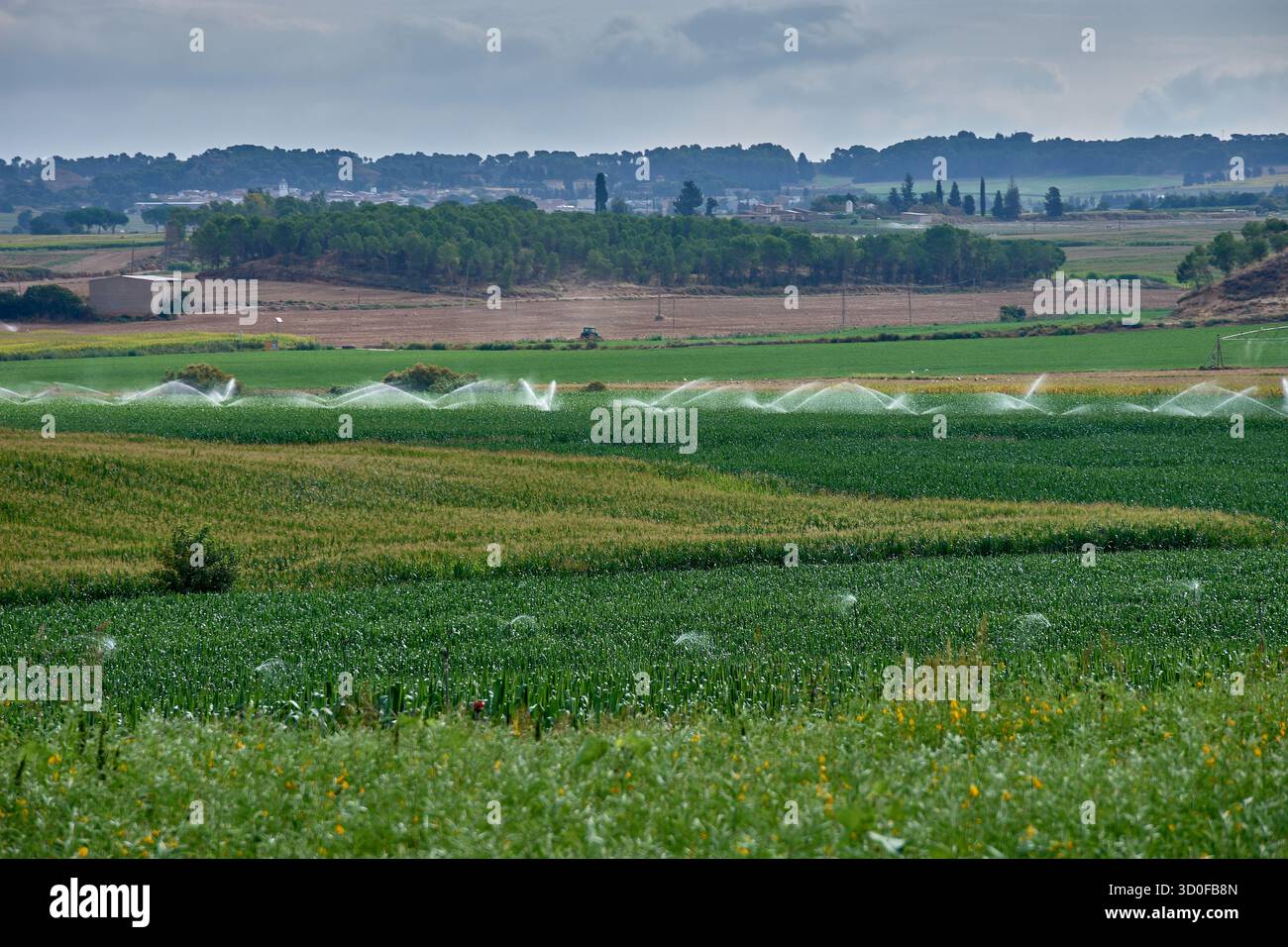 Les grands champs de maïs sont irrigués par un système d'arrosage automatique à Pla de la font, Lleida. Le paysage agricole combine des nuances de vert Banque D'Images