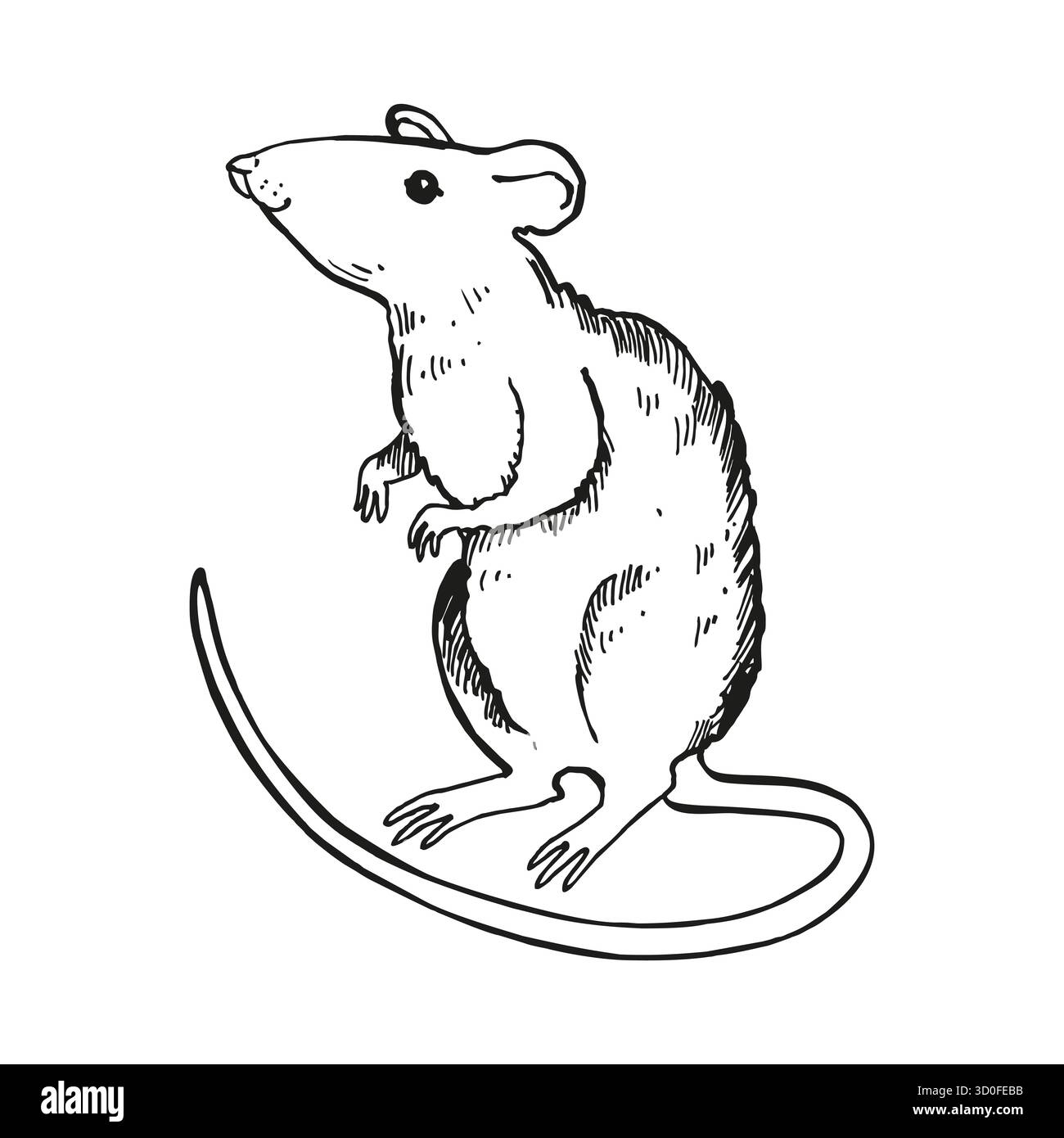 vecteur debout sur le rat des pattes arrière avec une longue queue, illustration noire et blanche dessinée à la main de rongeur, thème animal en monochrome, croquis à l'encre de gravure Illustration de Vecteur