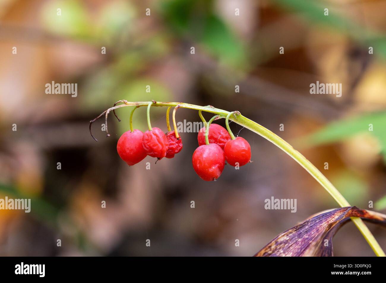 Lis de la vallée (Convallaria majalis) baies rouges en gros plan sur la forêt d'automne Banque D'Images