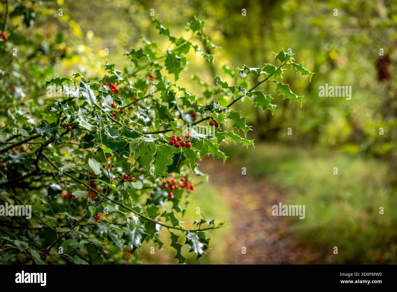 Baies rouges sur un buisson houx en automne, avec une mise au point sélective Banque D'Images