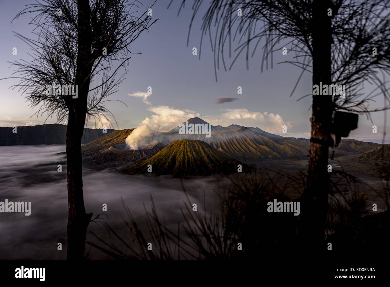 Vue des pics volcaniques enveloppés de brume perce l'horizon, encadrés par des arbres silhouettes au premier plan, créant un contraste spectaculaire de lumière et d'ombre, bromo, Java oriental, Indonésie. Banque D'Images