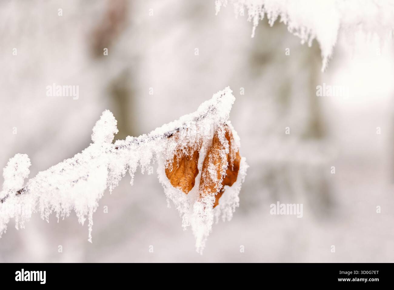 Feuille d'automne givrée sur une branche d'arbre en hiver Banque D'Images